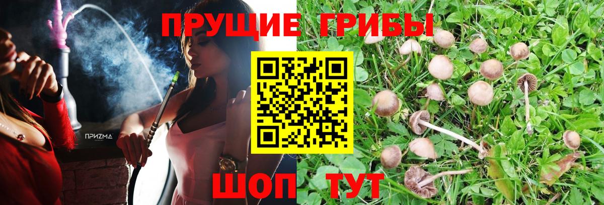 Псилоцибиновые грибы прущие грибы  Вход с VPN  Псилоцибиновые грибы Psilocybine cubensis  Нижний Тагил 
